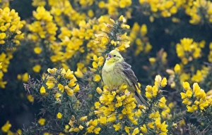 Yellowhammer Emberiza citrinella Norfolk April