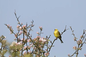 Yellowhammer Emberiza citrinella Norfolk April