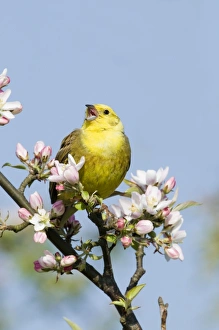 Yellowhammer Emberiza citrinella Norfolk April