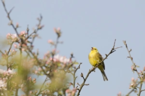 Yellowhammer Emberiza citrinella Norfolk April