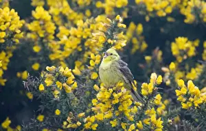 Yellowhammer Emberiza citrinella in song Norfolk April