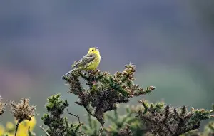 Sing Prints: Yellowhammer Emberiza citrinella in song Norfolk April