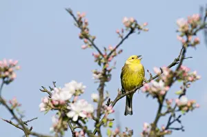 Yellowhammer Emberiza citrinella in song Norfolk April