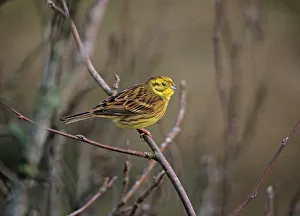 Yellowhammer Emberiza citrinella winter UK