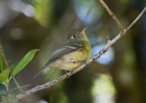 Flycatcher Prints: Yellowish Flycatcher Empidonax flavescens Savegre Costa Rica
