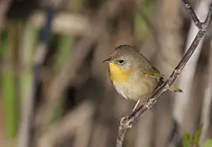 Warbler Prints: Yellowthroat Geothlypis trichas female Florida Everglades