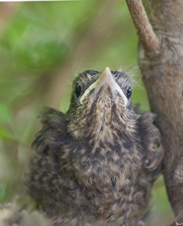 Blackbird Turdus merula fledgling in garden UK