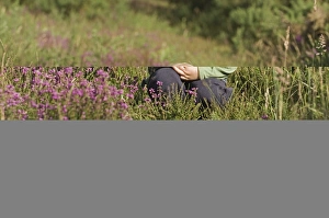 Young boy (3) amongst heather in summer Norfolk UK