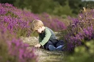 Toddler Prints: Young boy (3) peering on path amongst heather in summer Norfolk UK