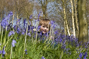 Wildlife Prints: Young boy (3 yr old) in Bluebells Kent April