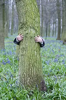 Wildlife Prints: Young boy (3 yr old) hugging tree in Bluebell wood Bucks UK April