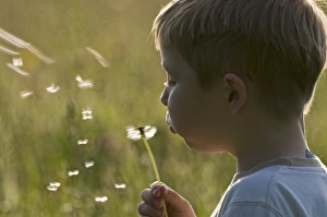Children Prints: Young boy blowing dandelion head Norfolk May