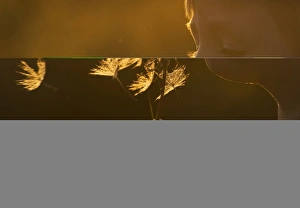 Children Prints: Young boy blowing seed head Norfolk May