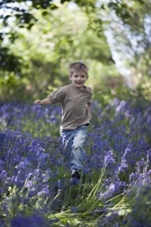 Children Prints: Young boy exploring in Bluebell Wood Norfolk May