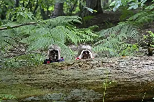 Summer Prints: Young boy and girl )brother and sister) bird watching in woodland in summer Norfolk