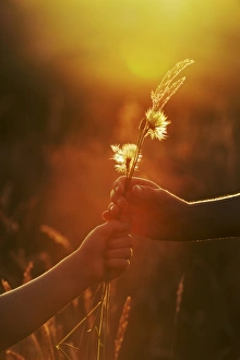 Young boy and girl passing grasses and flowers / playing in meadow in late evening Young boy and girl passing grasses and flowers / playing in meadow in late evening