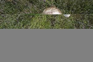 Bird Watching Prints: Young boy looking through binoculars Norfolk summer