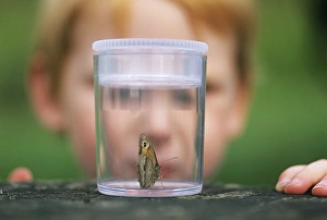 Wildlife Prints: Young boy looking at butterfly Kent summer
