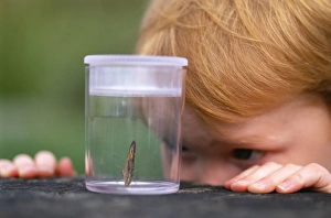 Young boy looking at butterfly Kent summer