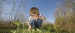 Young boy looking at primroses in woodland in spring Norfolk UK Young boy looking at primroses in woodland in spring Norfolk UK