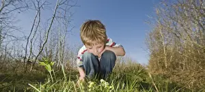 Male Prints: Young boy looking at primroses in woodland in spring Norfolk UK