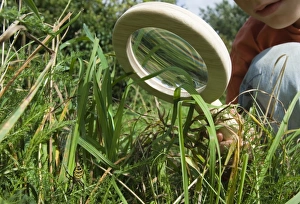 young boy looking at Wasp Spider through magnifying glass in garden Kent UK young boy looking at Wasp Spider through magnifying glass in garden Kent UK
