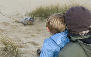 Young boy and mother looking at Grey Seal pup on Norfolk beach autumn Young boy and mother looking at Grey Seal pup on Norfolk beach autumn
