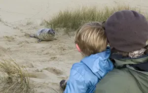 Wildlife Prints: Young boy and mother looking at Grey Seal pup on Norfolk beach autumn