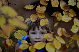 Young boy peeping through beech leaves in woodland in autumn Norfolk Young boy peeping through beech leaves in woodland in autumn Norfolk