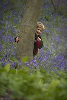 Trees Prints: Young boy peeping around tree Norfolk May