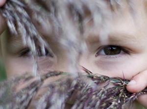 Children Prints: Young boy peepingthrough reeds Norfolk August