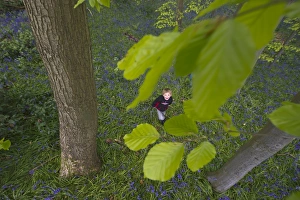 Young boy playing in Bluebell Wood Norfolk May
