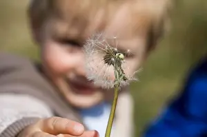 Dandelion Prints: young boy reaching out for dandelion seed head Northumberland spring