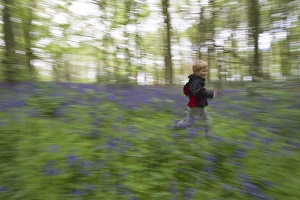 Young boy running through Bluebell Wood Norfolk May