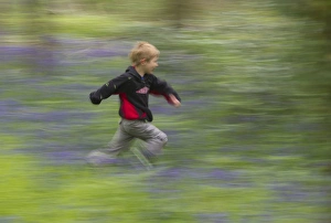 Young boy running through Bluebell Wood Norfolk May