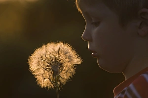 Children Prints: Young boy with seed head Norfolk May
