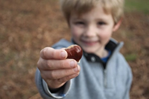 Autumn Prints: Young boy with Sweet Chestnut Sevenoaks Kent autumn