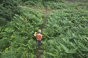 Explore Prints: Young boy walking through bracken North Norfolk summer