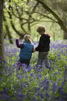 Young girl playing in Bluebell Wood Norfolk May