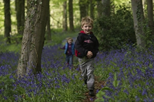 Child playing among Bluebells Norfolk May