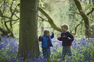 Child playing among Bluebells Norfolk May