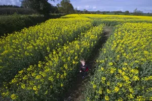 Landscape Prints: Young children in rape crop Norfolk spring