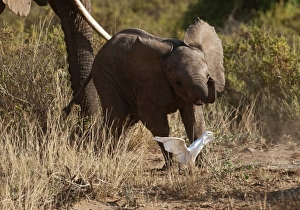 Kenya Prints: Young Elephant chasing a Cattle Egret at Samburu Kenya