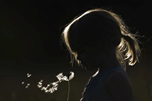 Summer Prints: Young girl blowing seeds from dandelion head May UK