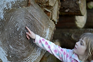 Young girl counting growth rings on log in woodland autumn Norfolk Young girl counting growth rings on log in woodland autumn Norfolk