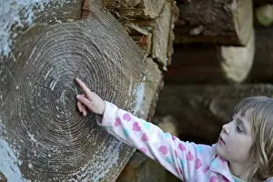 : Young girl counting growth rings on log in woodland autumn Norfolk
