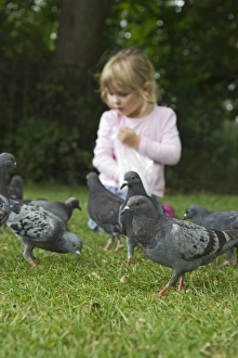 Feral Pigeon, UK