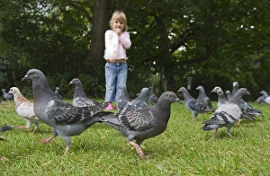 Young girl feeding Feral Pigeons in park Tonbridge Kent summer Young girl feeding Feral Pigeons in park Tonbridge Kent summer