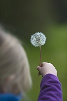 People Prints: Young girl holding dandelion Norfolk May
