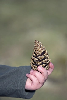 Children Prints: Young girl with pine cone Norfolk April